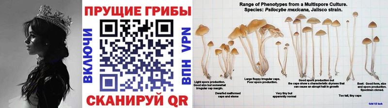 Псилоцибиновые грибы MAGIC MUSHROOMS  где можно купить   Урай 
